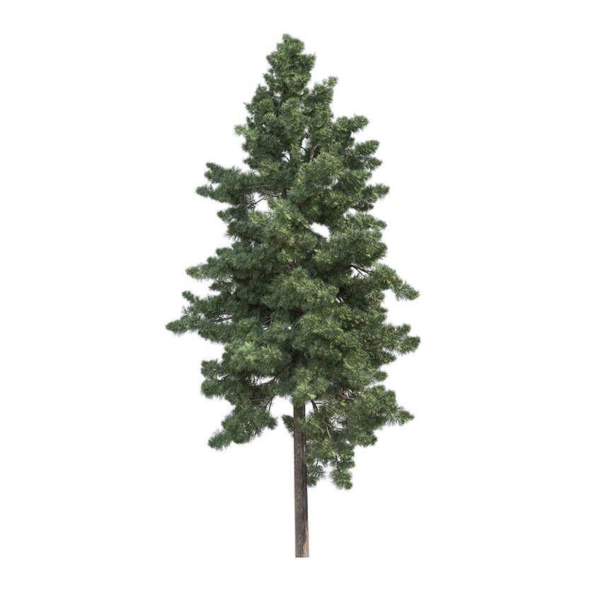 Sciadopitys verticillata - Japanese umbrella Pine